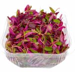 Fresh Amaranth Cress - Image 2