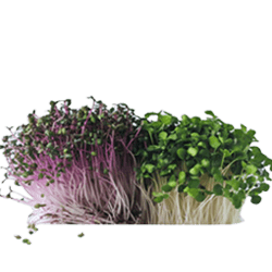 Home Vegetables 9 avocado 3