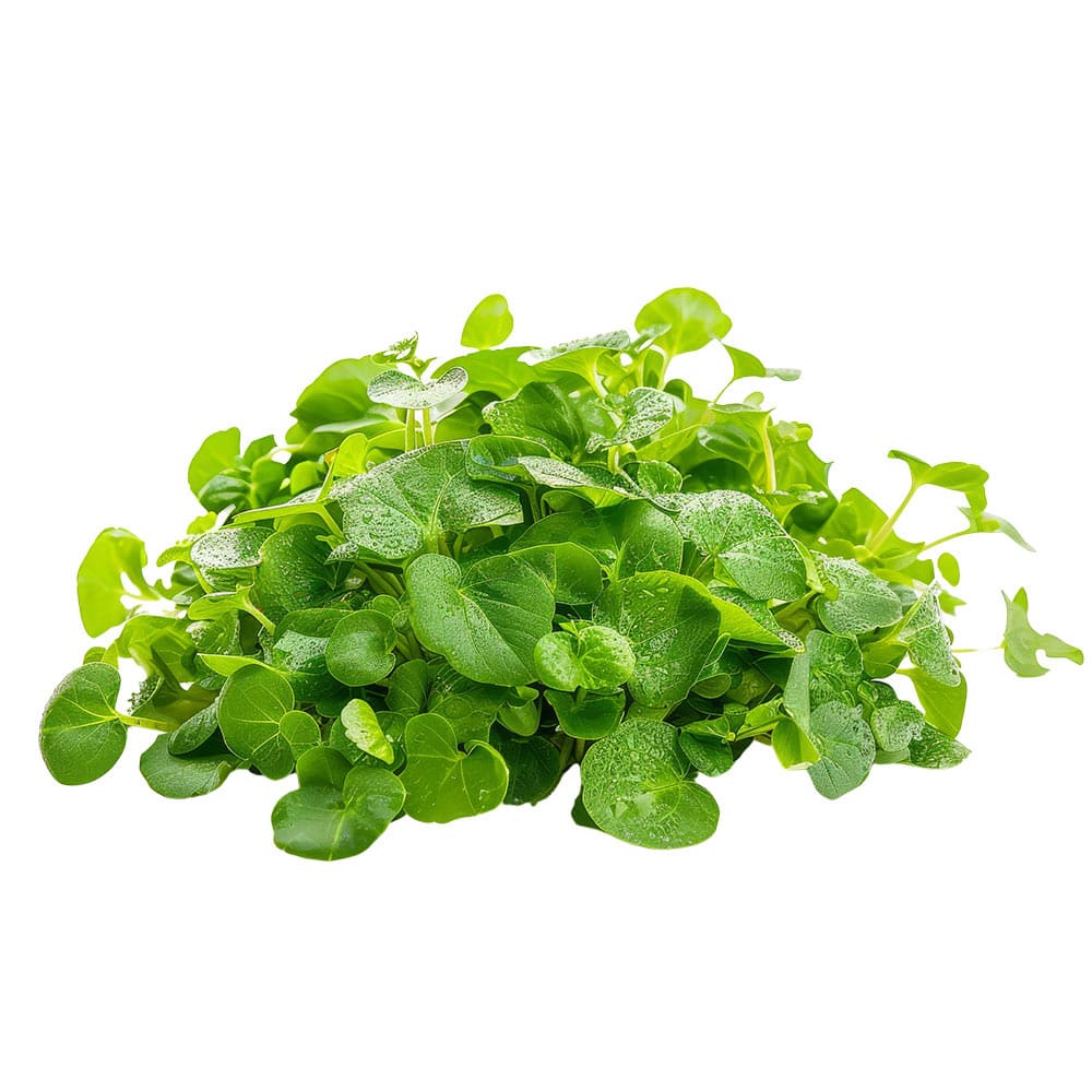 brocoliress Micro Broccoli Cress - Image 1