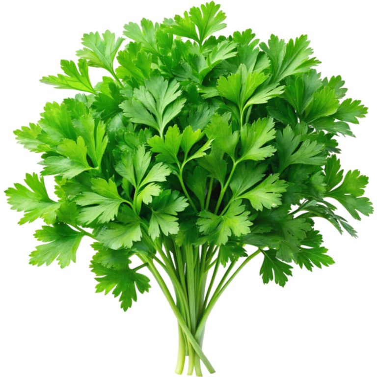 Home Vegetables 88 chervil freshleaf dubai uae img02