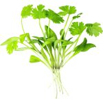 Micro Coriander