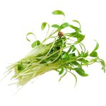 Micro Coriander - Image 2