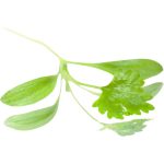 Micro Coriander - Image 3