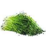 Micro Garlic Chives