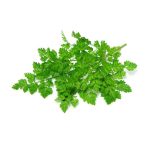 Micro Swiss Chard Cress - Image 3