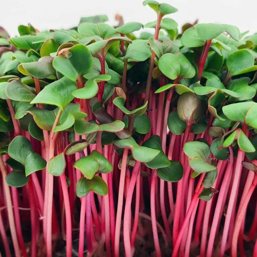 radish-rad Red Radish Microgreens - Image 1