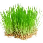Wheatgrass