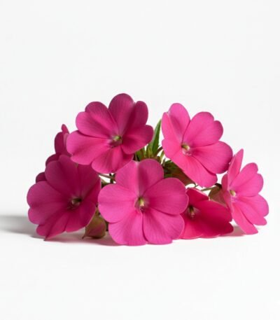 Balsamina Edible Flowers - Fresh Focus Foodstuff UAE