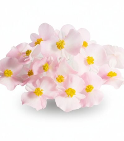 Begonia Edible Flowers - Fresh Focus Foodstuff UAE