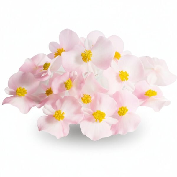 Begonia Edible Flowers - Fresh Focus Foodstuff UAE