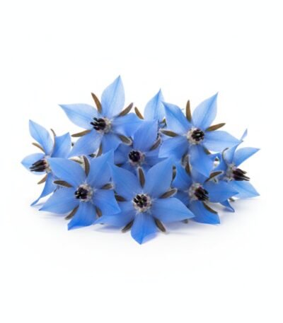 Borage Flowers - Fresh Focus Foodstuff UAE