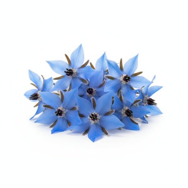 Borage Flowers - Fresh Focus Foodstuff UAE
