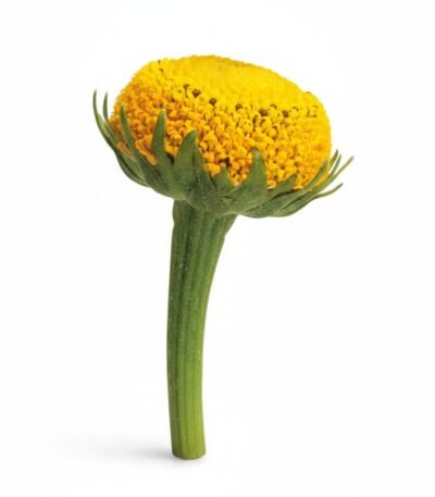 Buzz Buttons Flowers - Fresh Focus Foodstuff UAE