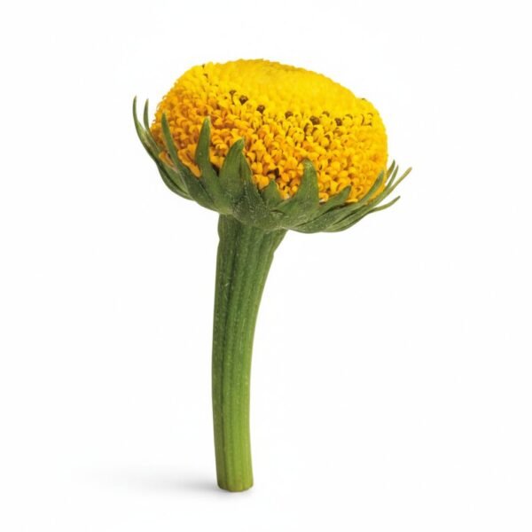 Buzz Buttons Flowers - Fresh Focus Foodstuff UAE