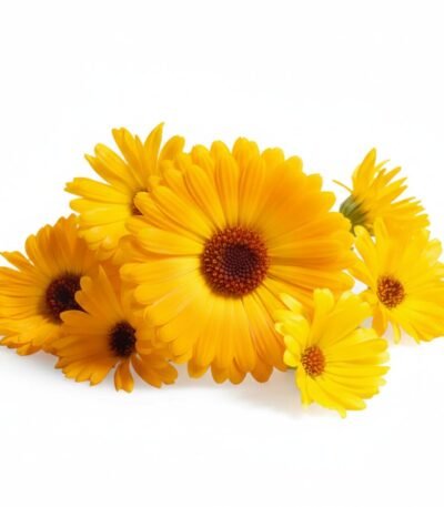 Calendula Edible Flowers - Fresh Focus Foodstuff UAE