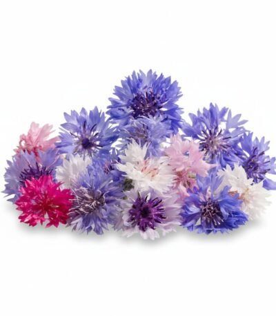 Cornflower Edible Flowers - Fresh Focus Foodstuff UAE