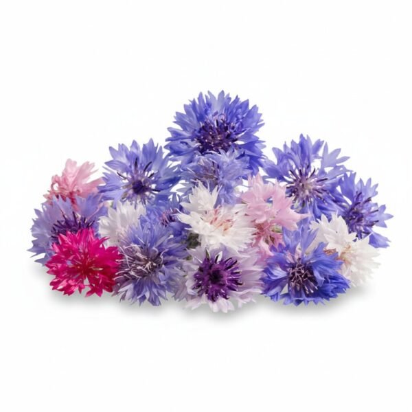 Cornflower Edible Flowers - Fresh Focus Foodstuff UAE