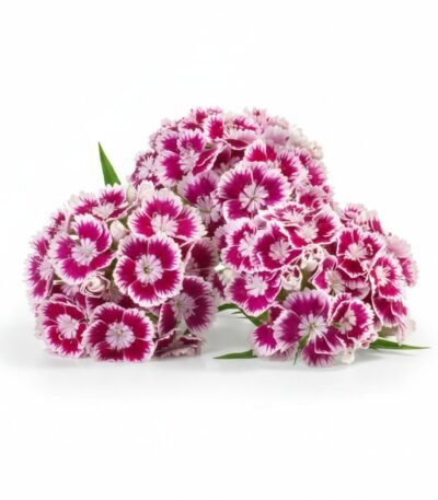 Dianthus Flower - Fresh Focus Foodstuff UAE