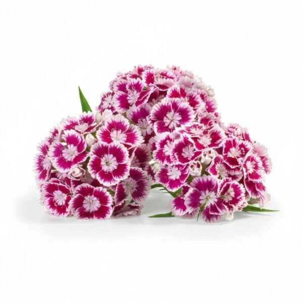 Dianthus Flower - Fresh Focus Foodstuff UAE