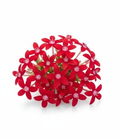 Egyptian Star Edible Flowers - Fresh Focus Foodstuff UAE