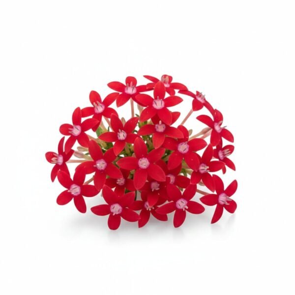 Egyptian Star Edible Flowers - Fresh Focus Foodstuff UAE