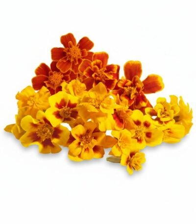 Marigold French Edible Flowers - Fresh Focus Foodstuff UAE