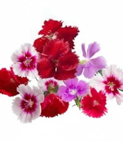 Mix Dianthus - Fresh Focus Foodstuff UAE