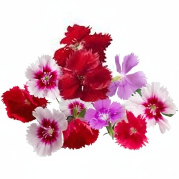 Mix Dianthus - Fresh Focus Foodstuff UAE