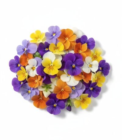 Mixed Viola - Fresh Focus Foodstuff UAE