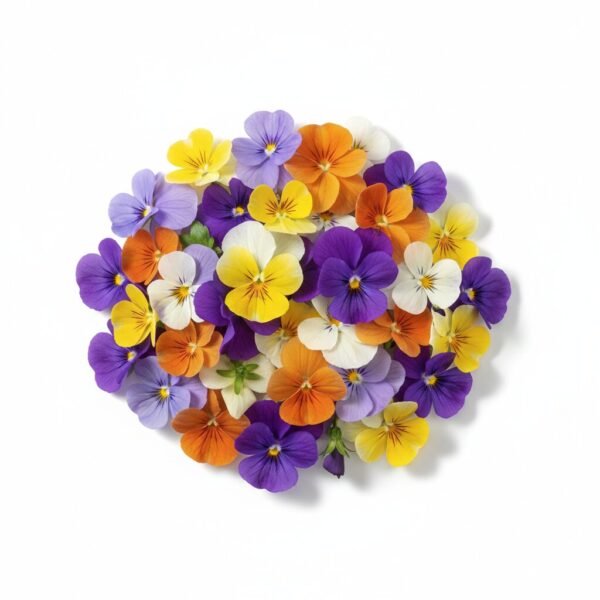 Mixed Viola - Fresh Focus Foodstuff UAE