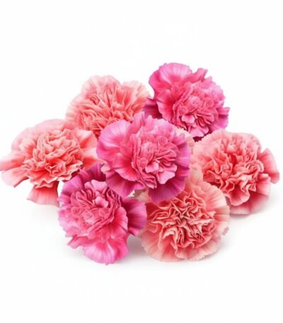 Pink Dianthus - Fresh Focus Foodstuff UAE