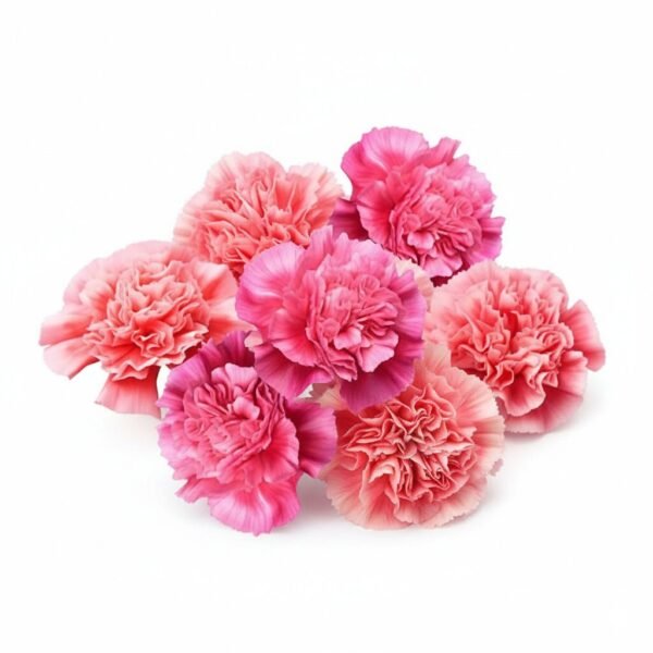 Pink Dianthus - Fresh Focus Foodstuff UAE