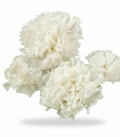 White Dianthus - Fresh Focus Foodstuff UAE