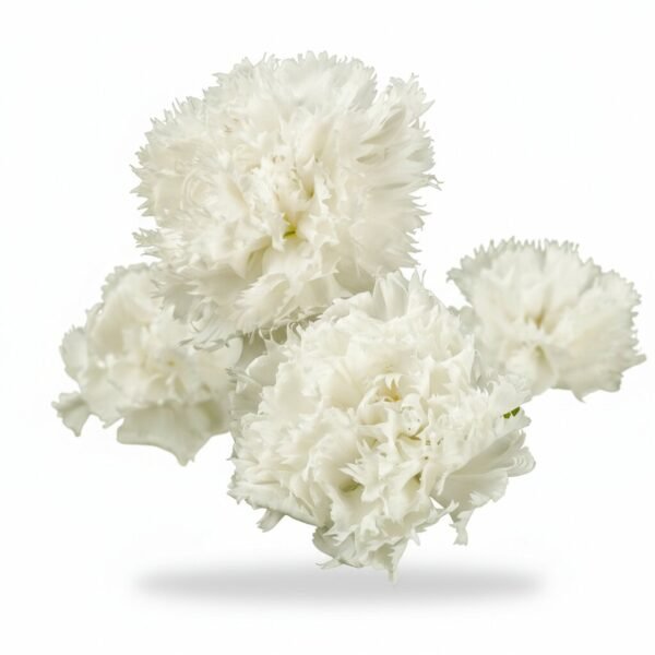 White Dianthus - Fresh Focus Foodstuff UAE