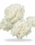 White Dianthus - Fresh Focus Foodstuff UAE
