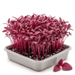 Amaranth Microgreens Punnet Dubai | Fresh Microgreens Delivery Dubai