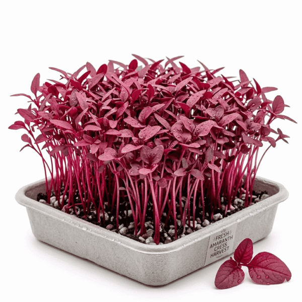 Amaranth Microgreens Punnet Dubai | Fresh Microgreens Delivery Dubai