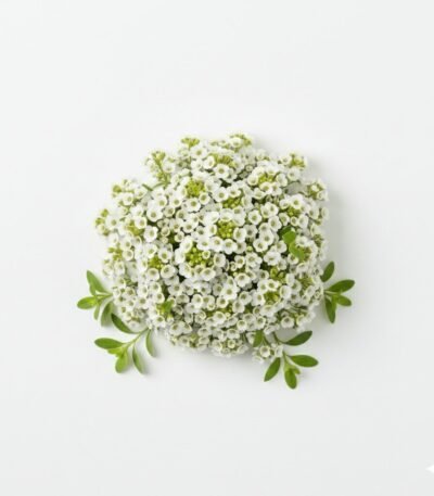 Sweet Alyssum Edible Flowers - Fresh Focus Foodstuff UAE