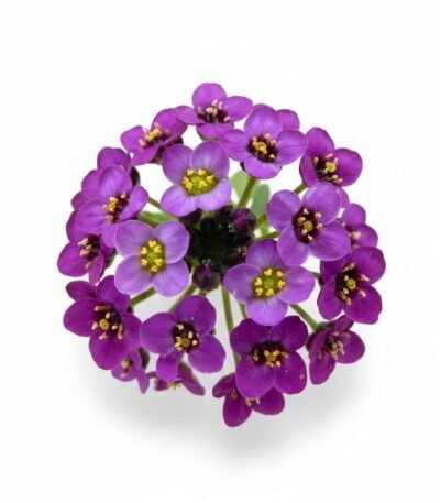 Sweet Alyssum Purple Edible Flowers - Fresh Focus Foodstuff UAE