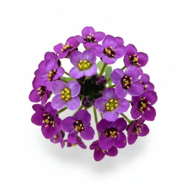 Sweet Alyssum Purple Edible Flowers - Fresh Focus Foodstuff UAE