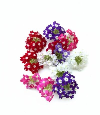 Verbena Flower Mix Edible Flowers - Fresh Focus Foodstuff UAE