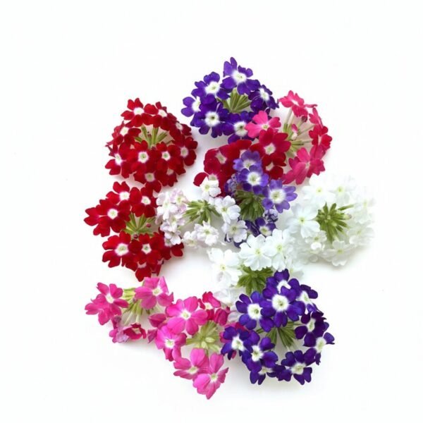 Verbena Flower Mix Edible Flowers - Fresh Focus Foodstuff UAE