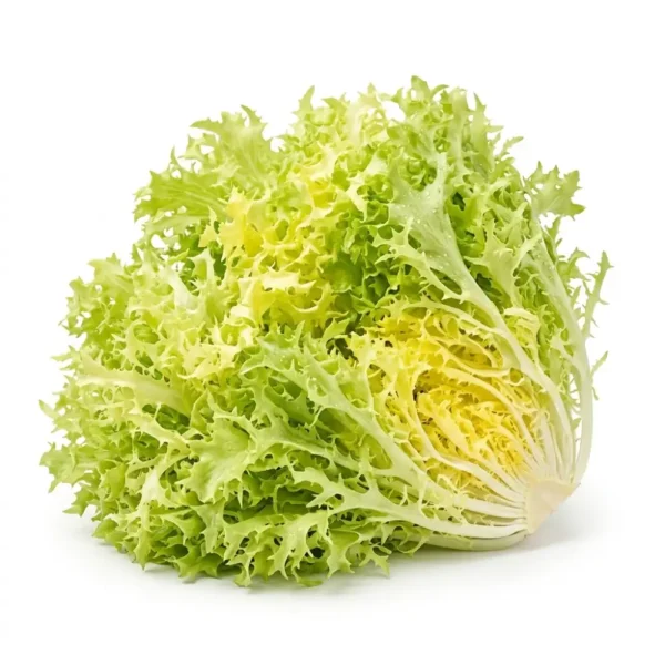 Fresh Frisée Lettuce Yellow Holland – Premium Quality Lettuce Dubai