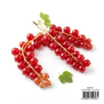 Redcurrant Holland – Fresh Premium Red Currants Dubai