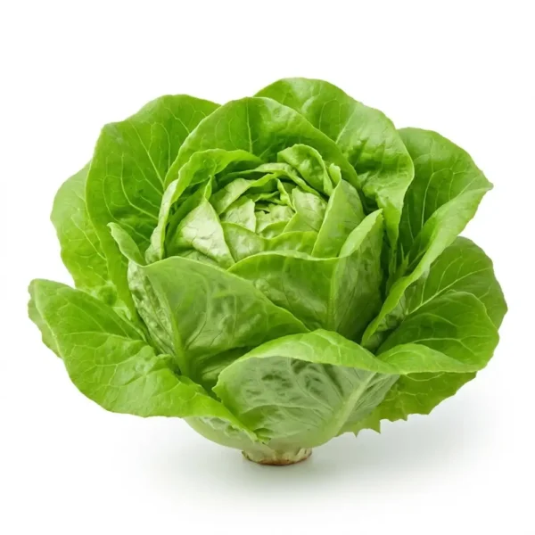 Lettuce Boston – Fresh Premium Lettuce Dubai